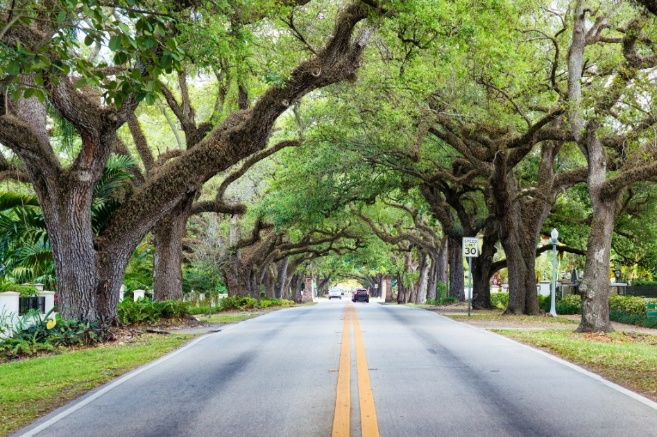 Oak-lined San Antonio residential street